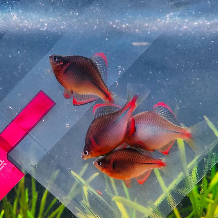 红边鳑鲏江西红边鳑鲏冷水鱼小型观赏鱼群游鱼