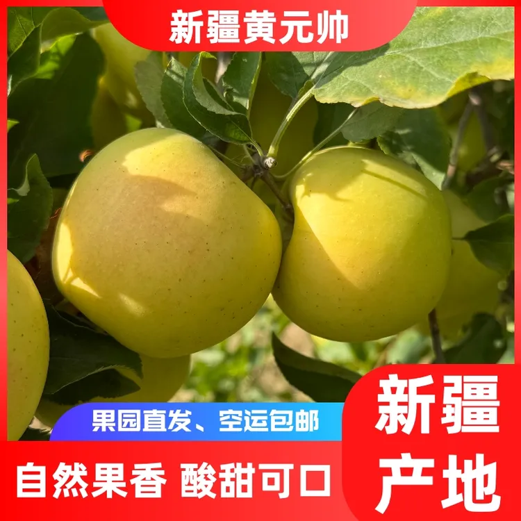【空运发货】新疆伊犁黄元帅金冠苹果到手5斤12个左右应季水果EMS