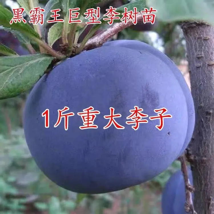 黑霸王李子树苗嫁接蜂糖李子苗晚熟脱骨李南北方种果树脆红李树苗