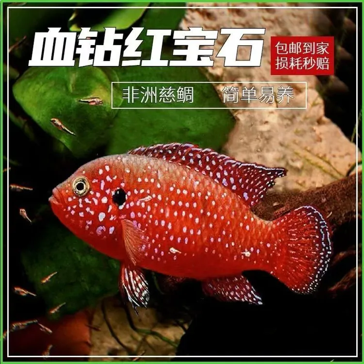 【厂家发货】血钻红宝石鱼网红招财红色热带鱼活淡水观赏鱼红宝石鱼