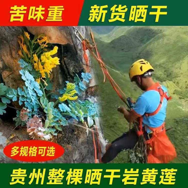 贵州野生岩黄连胡岩连新货岩黄莲正宗崖黄莲干货100g-250g非葛根