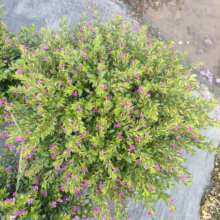 耐晒满天星球形盆栽带花苞四季开花庭院阳台好养易活耐热耐高温