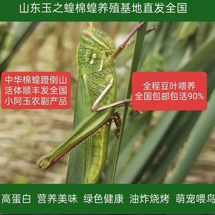【精选优质活体】中华棉蟥蹬倒山棉蝗鸟宠喂养饲料顺丰包邮包活90%