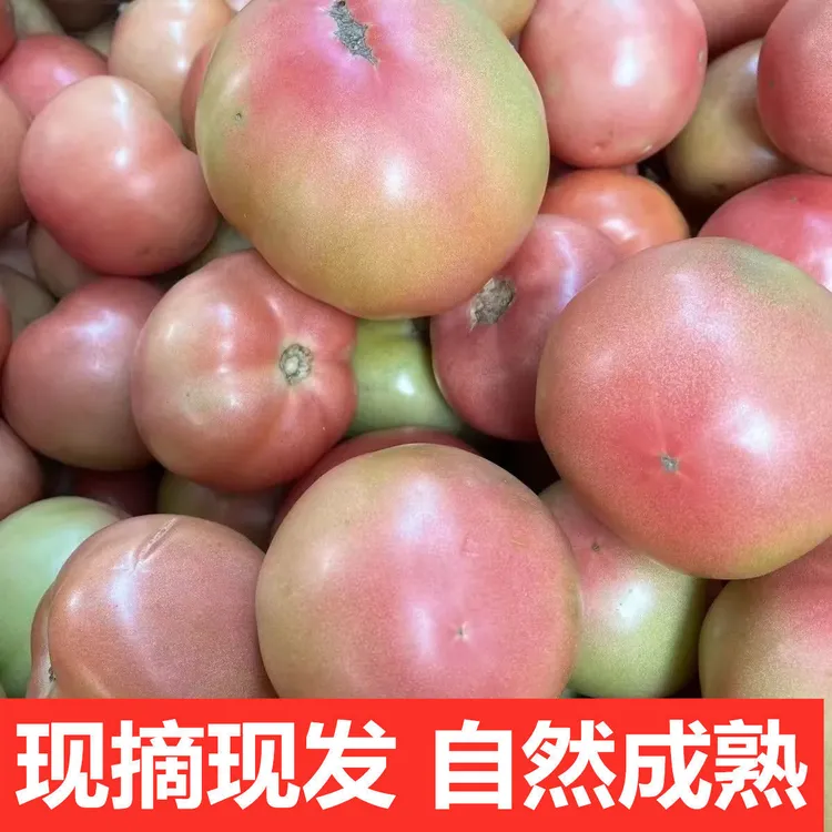 河南老品种沙瓤番茄西红柿新鲜多汁可生吃炒菜