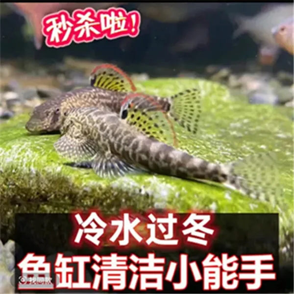 双吸盘清洁工 原生吸鳅  工具鱼 冷水鱼 原生鱼 吃残渣擦玻璃 