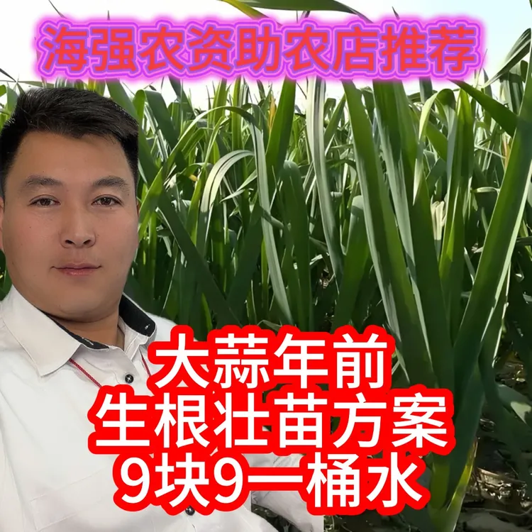 蒜苗年前生根壮苗营养方案