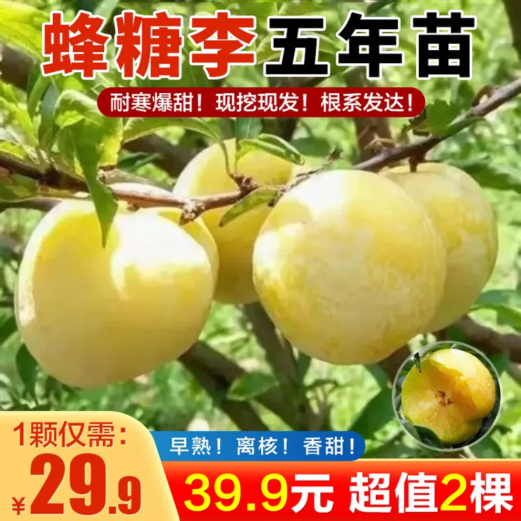 正宗嫁接李子树苗嫁接果树南北方地栽盆栽耐高温耐寒当年结果商品图