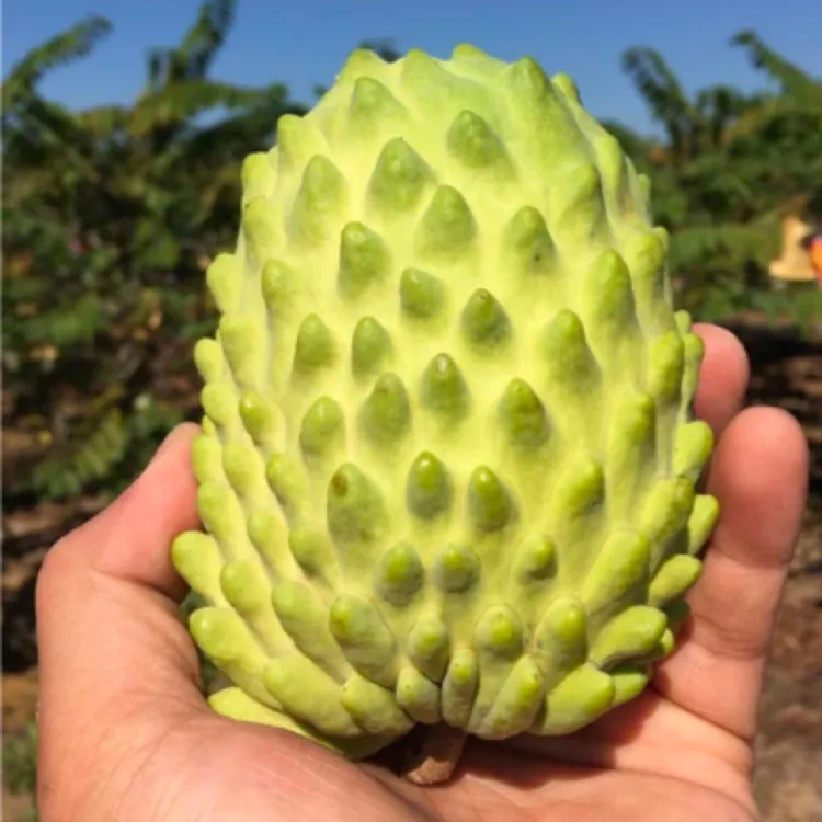 凤梨释迦   四季品种   纯甜    冬天落叶