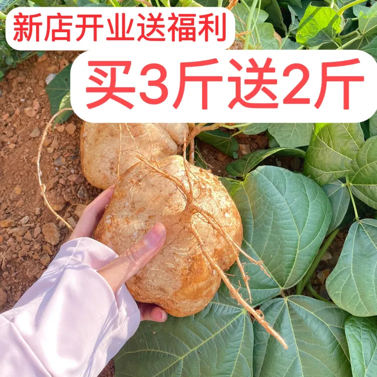 贵州镇宁特产高坡黄泥土地萝卜/凉薯/地瓜 脆甜爽口新鲜现挖现发