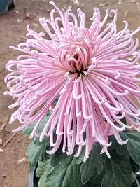 双11产地直发【灯下舞娘】大花型菊花盆栽当年开花多年生土球发货