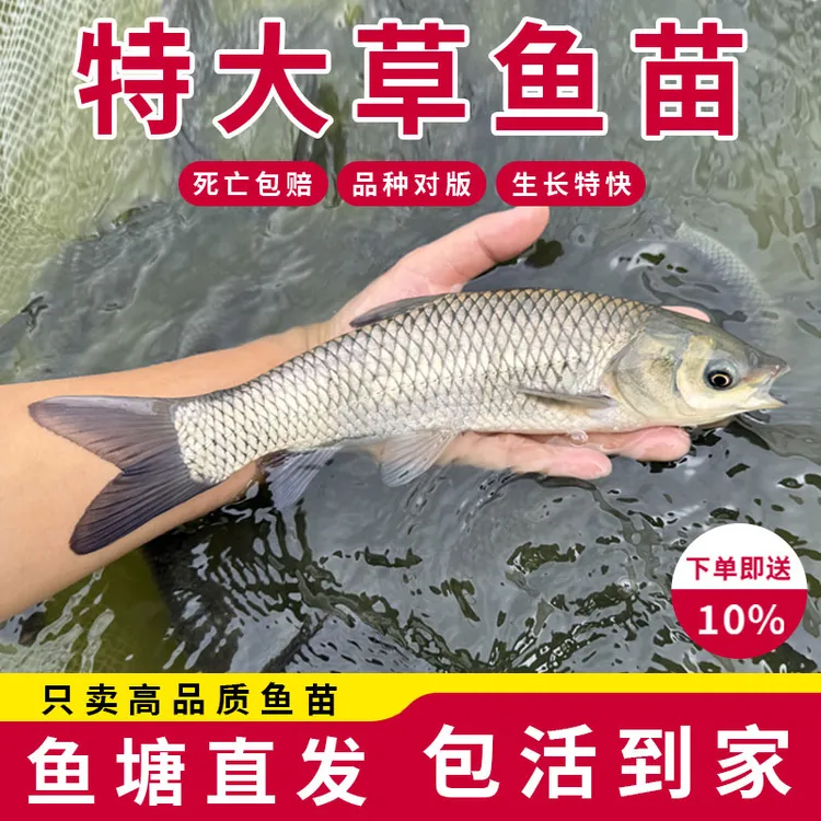 批发草鱼苗半斤一斤草鱼苗活体淡水养殖食用草皖鱼10cm20cm皖鱼苗