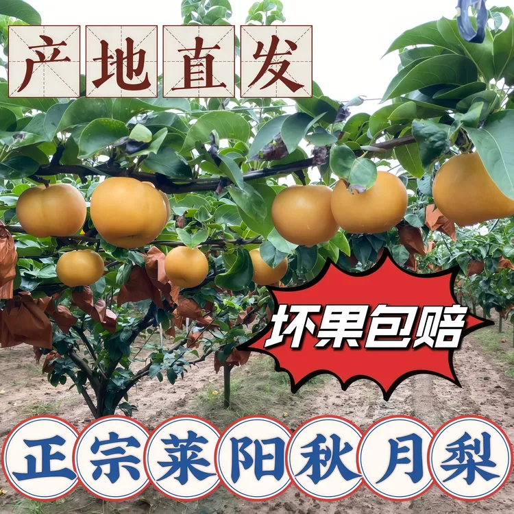 【京东包邮】正宗山东莱阳秋月梨细腻化渣新鲜水果脆甜多汁产地直发