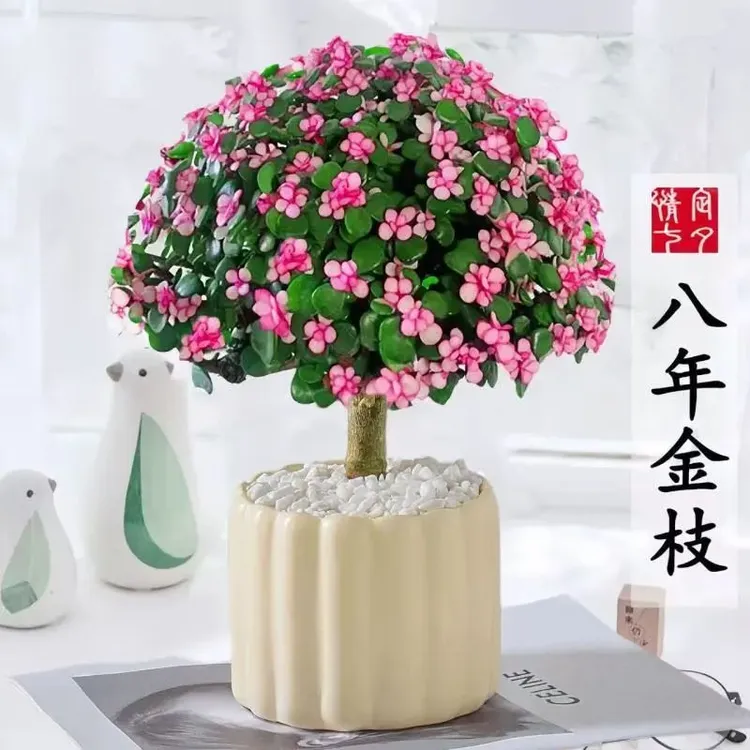 金枝玉叶棒棒糖大老桩多肉植物雅乐之舞防辐射吸甲醛客厅绿植花卉