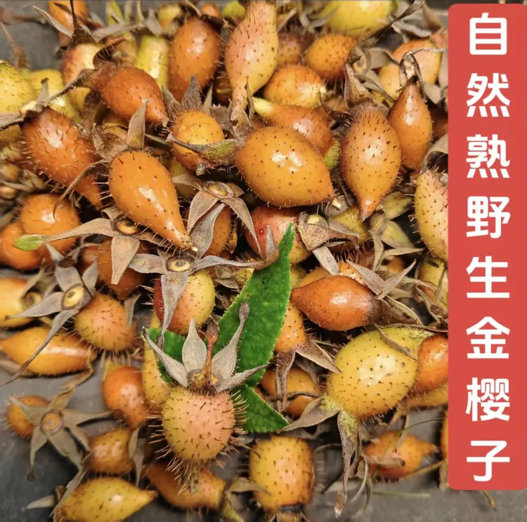 2025深山采摘新鲜野生金樱子红黄果子泡酒泡水甜味刺梨子湖北特产