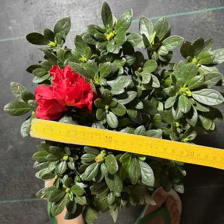 小杜鹃花盆栽 带花苞 四季开花 好养阳台 庭院 花卉