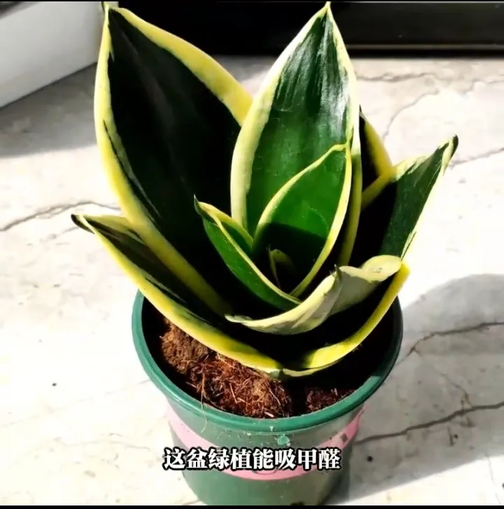 荷花兰虎皮兰好养绿植正宗绿植盆栽室内桌上小盆栽四季常青植物
