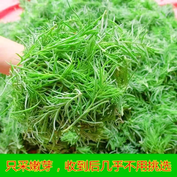 黄河口特产新鲜黄须菜 零污染 零农残 健康野菜 现挖新鲜当季野菜