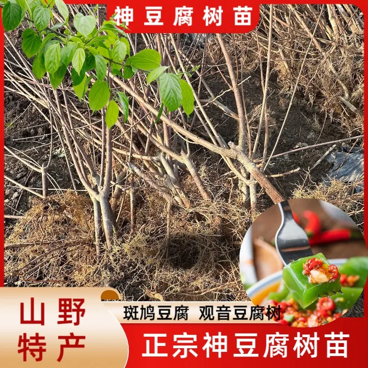 正宗神仙豆腐树苗基地观音豆腐苗圃斑鸠豆腐神豆腐树批发豆腐柴苗