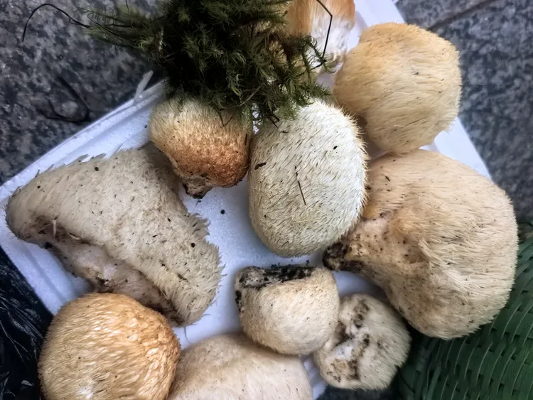 正宗长白山脉新鲜野生长毛猴头菇东北农特产菌菇煲汤佳品