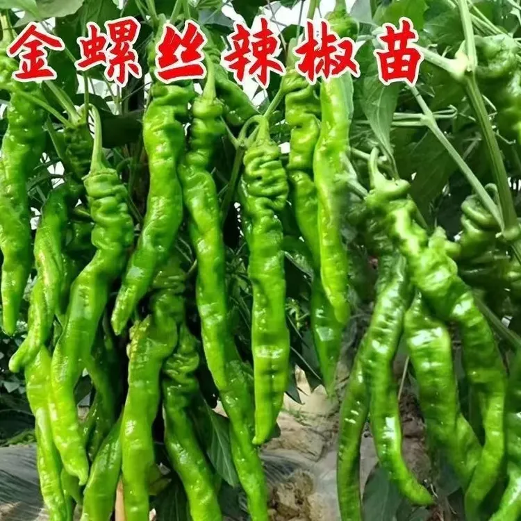 高产优质螺丝椒苗种苗各种蔬菜苗-螺丝椒