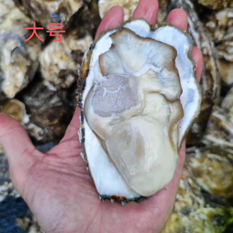 <限广东包邮>一斤新鲜带壳生蚝生鲜全壳牡蛎烧烤蚝海蛎子一箱批发