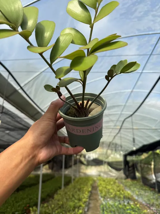 【大颗】墨西哥铁幸运四叶草原土原盆发盆破不赔【植物图片仅供参考】