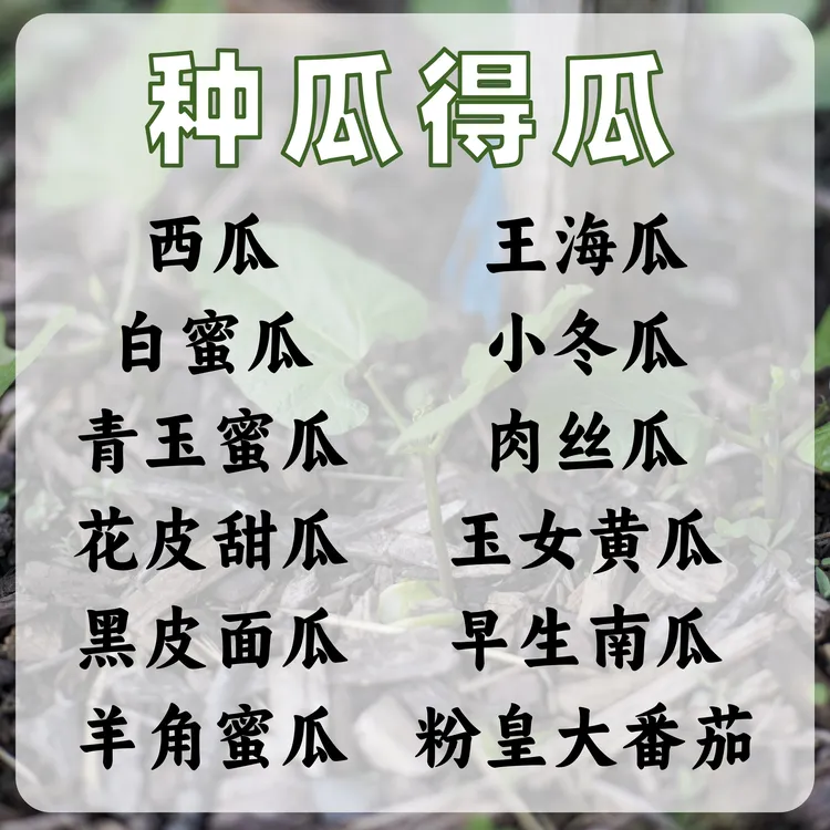 蔬菜瓜果叶菜种子阳台院子地栽种植叶甜瓜春播种菜秋播青菜种