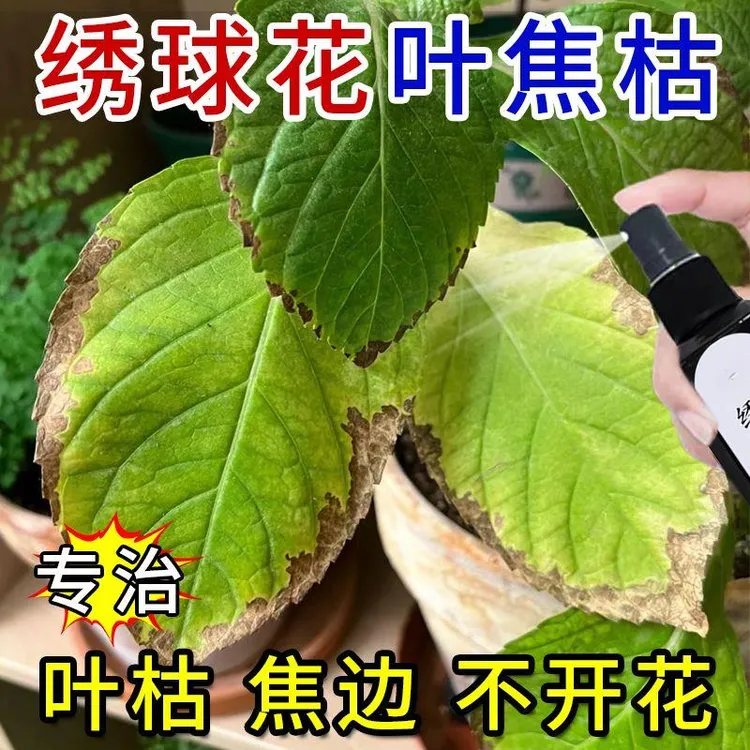 绣球花营养液防焦边治闷根打蔫不开花通用型生长微量元素适用土壤