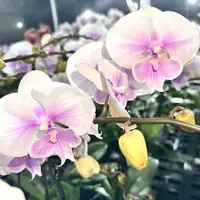 蝴蝶兰花苗一颗，直播间福利