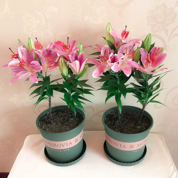 【新疆包邮】重瓣香水百合花种球四季可种好养易活花卉阳台庭院盆栽