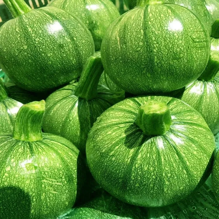 贵州小圆瓜新鲜嫩南瓜绿皮圆形西葫芦农家蔬菜