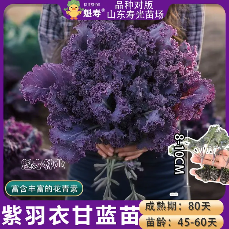 寿光耐寒紫羽衣甘蓝苗秧绿粉白羽衣甘蓝种子四季盆栽观赏食用易种
