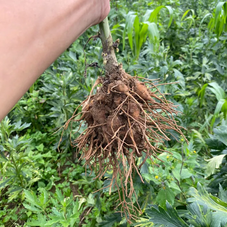 新鲜现挖现发生泥附付子片种球川坞头种苗坞头蜜原料