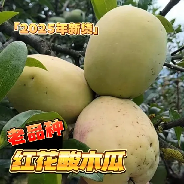 （大果）云南大理老品种酸木瓜2025年自然成熟现采红花老品种酸木瓜