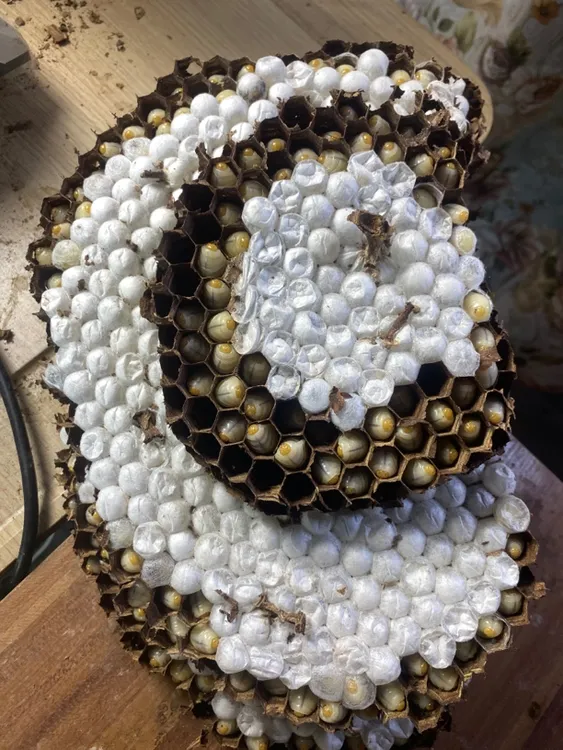 金环虎头蜂活体带巢整体发出2025年新鲜3斤顺丰包邮