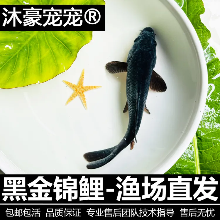 沐豪宠宠【运营推荐】黑色锦鲤长尾龙凤乌金风水冷水鱼锦鲤金鱼锦鲤