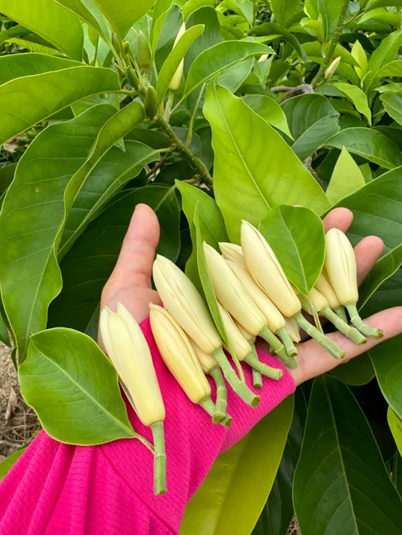 广西新鲜玉兰花苞新鲜采摘白玉兰黄桷兰花香花花客厅卧室装饰可