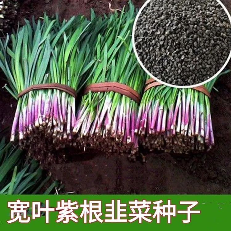 白根韭菜/紫根韭菜/韭黄/面条菜庭院阳台盆栽蔬菜种孑四季种植