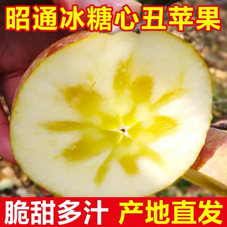 【自家果园现摘现发】云南昭通冰糖心丑苹果应季新鲜水果洒渔苹果