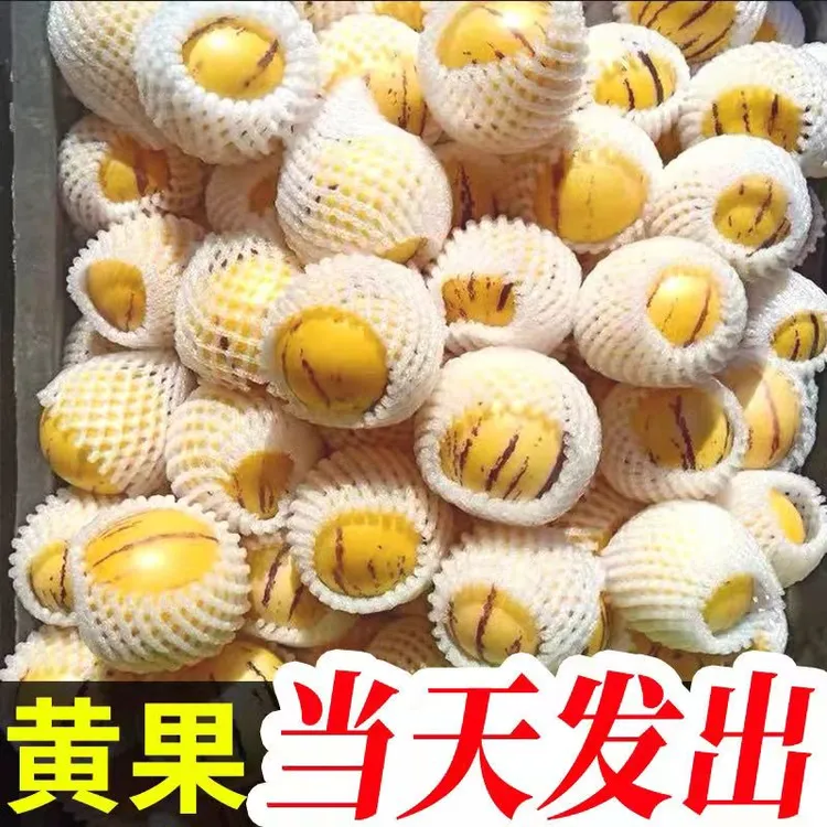 【助农专享】云南石林树熟火山岩人参果圆果产地直发3-5-9斤净重