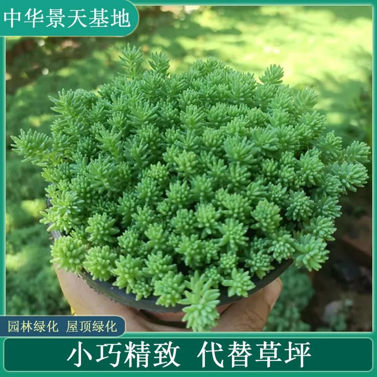 花园花束地被植物多年生耐寒耐热中华羽衣甘蓝景天欧石竹佛甲草