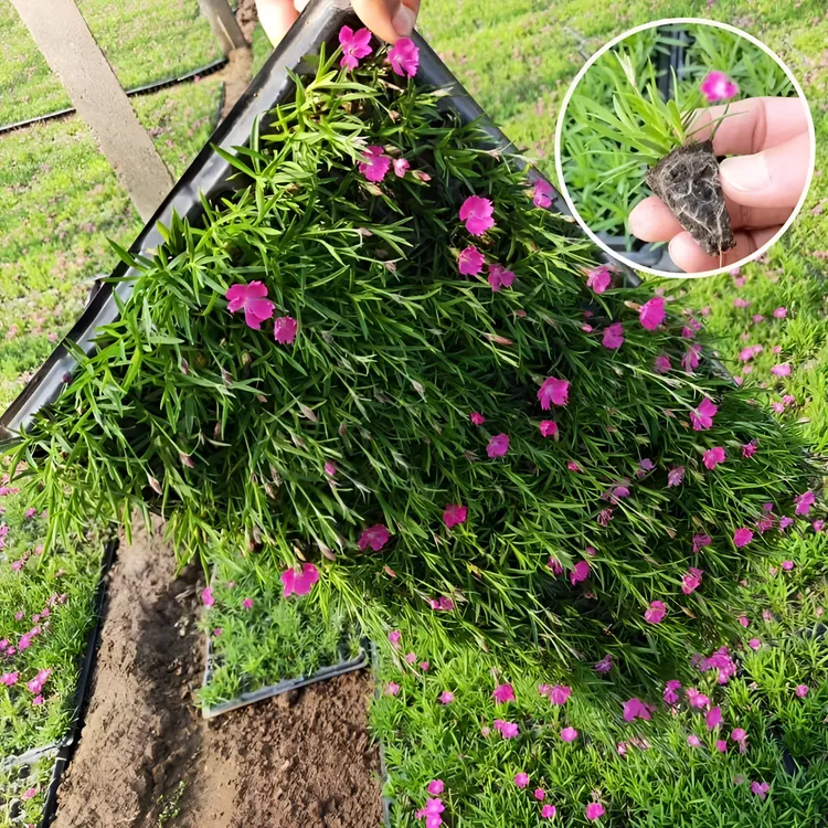 欧石竹穴盘苗耐寒地被绿植庭院草坪四季开花不死花卉红掌盆栽室内