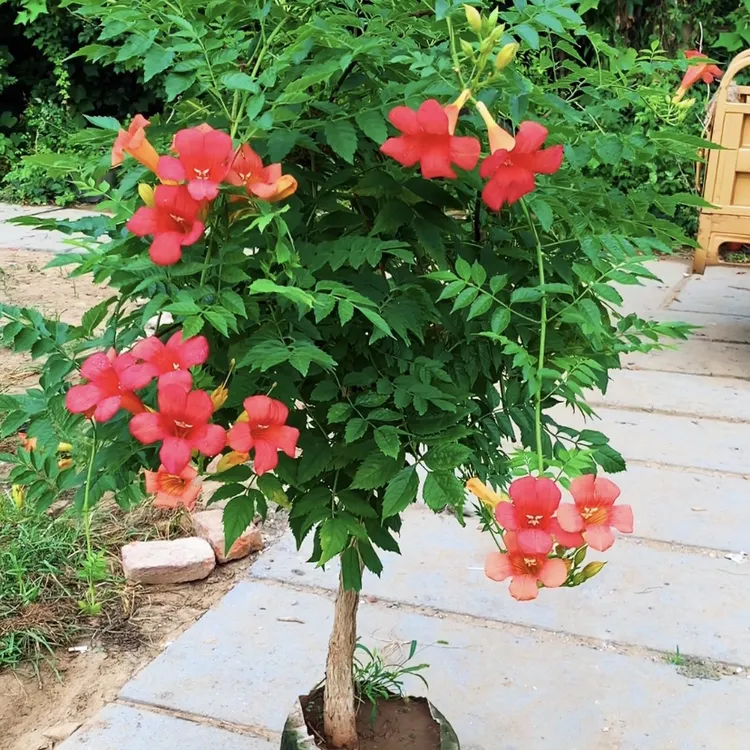 庭院阳台种植盆栽凌霄花 矮分杈花苗种植花卉