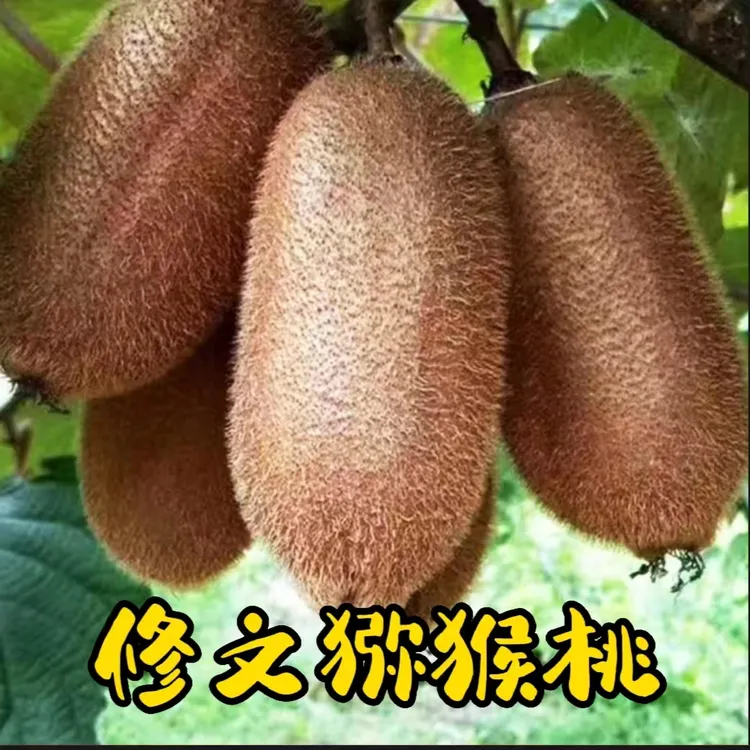 修文贵长猕猴桃应季水果奇异果香甜软糯新鲜24枚