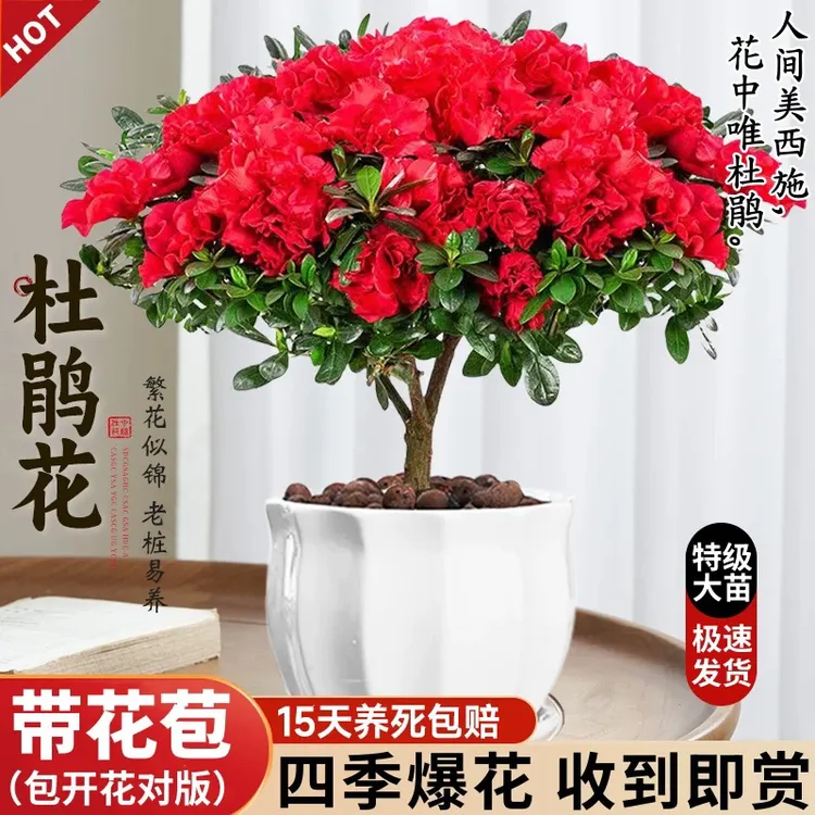 杜鹃花盆栽鲜花带花苞四季开花室内阳台绿植花卉植物绿植盆栽室内