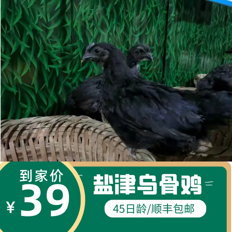 僰鳯乌骨鸡高纯6只起发