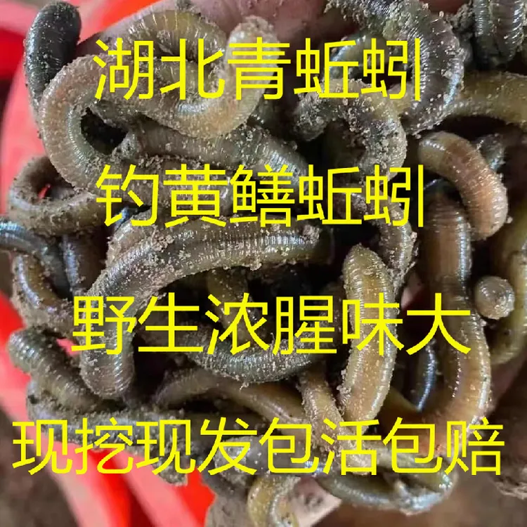 青蚯蚓湖北鲜活浓腥野生臭蚯蚓钓黄鳝黑蚯蚓下笼垂钓活饵蚯蚓活饵