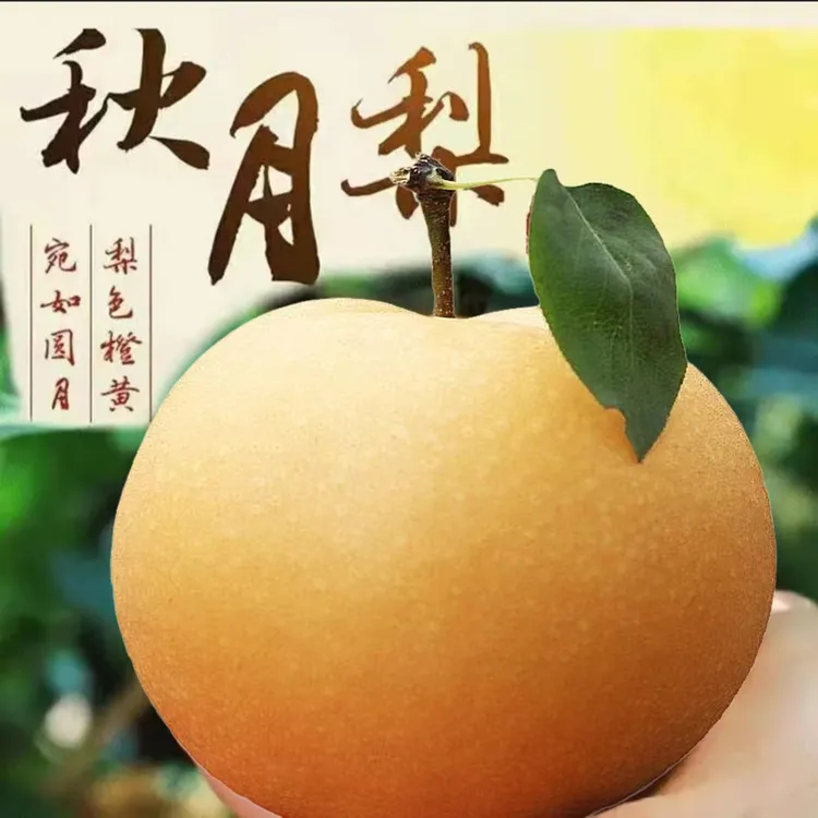 【粉丝专享】正宗山东秋月梨新鲜水果应季现摘现发香甜2-5斤