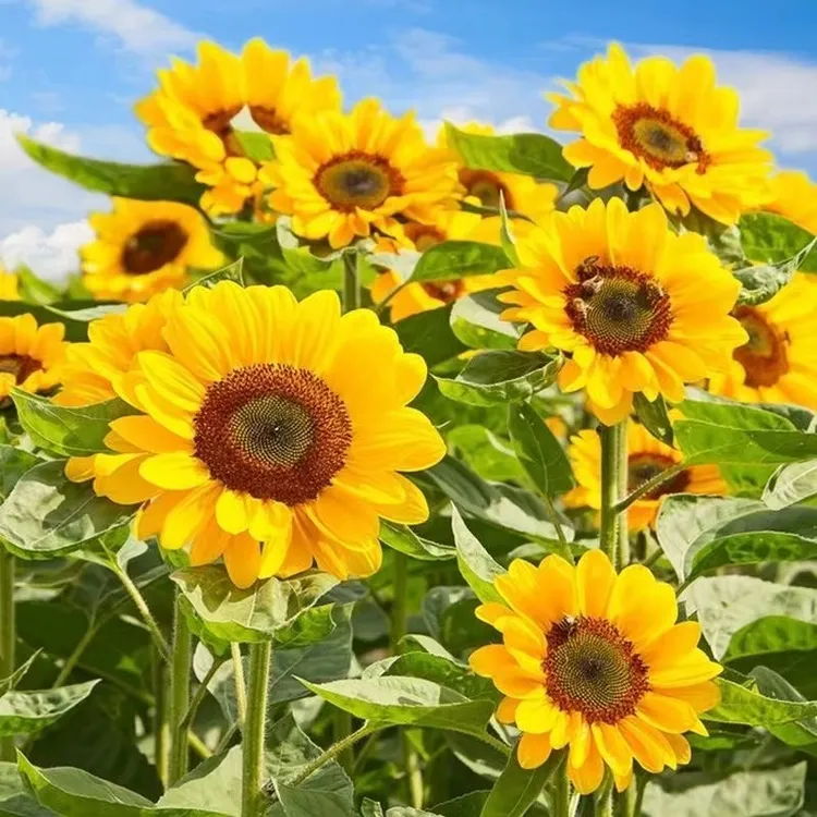 向日葵种子观赏葵花种籽