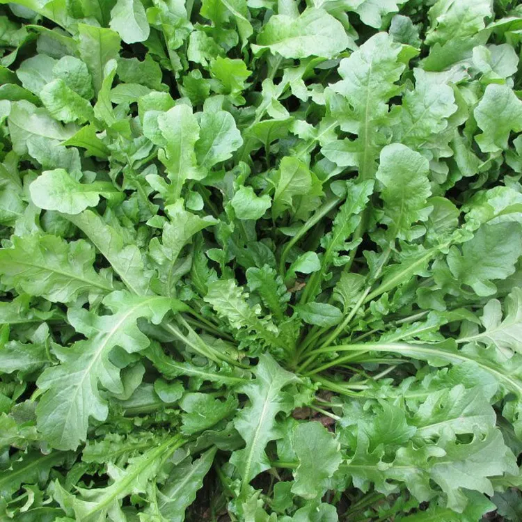 【荠菜种子】大叶荠菜种子家庭盆栽地栽小院种植